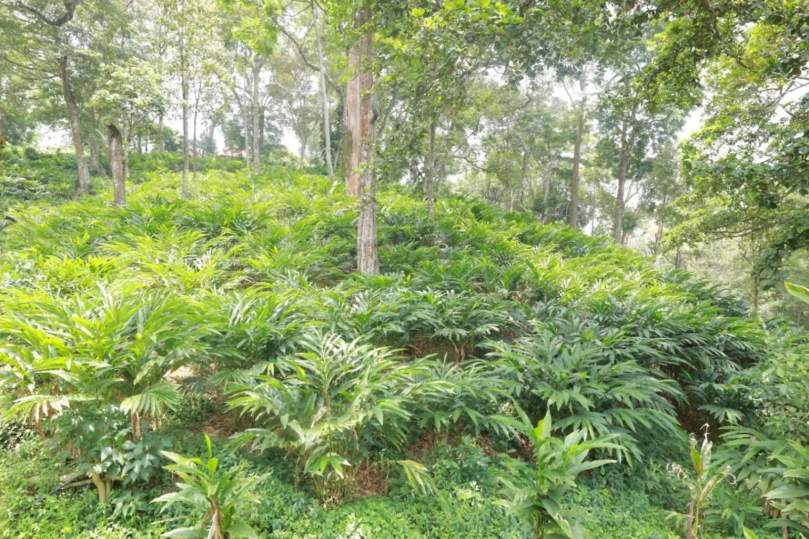 Green Shades Munnar